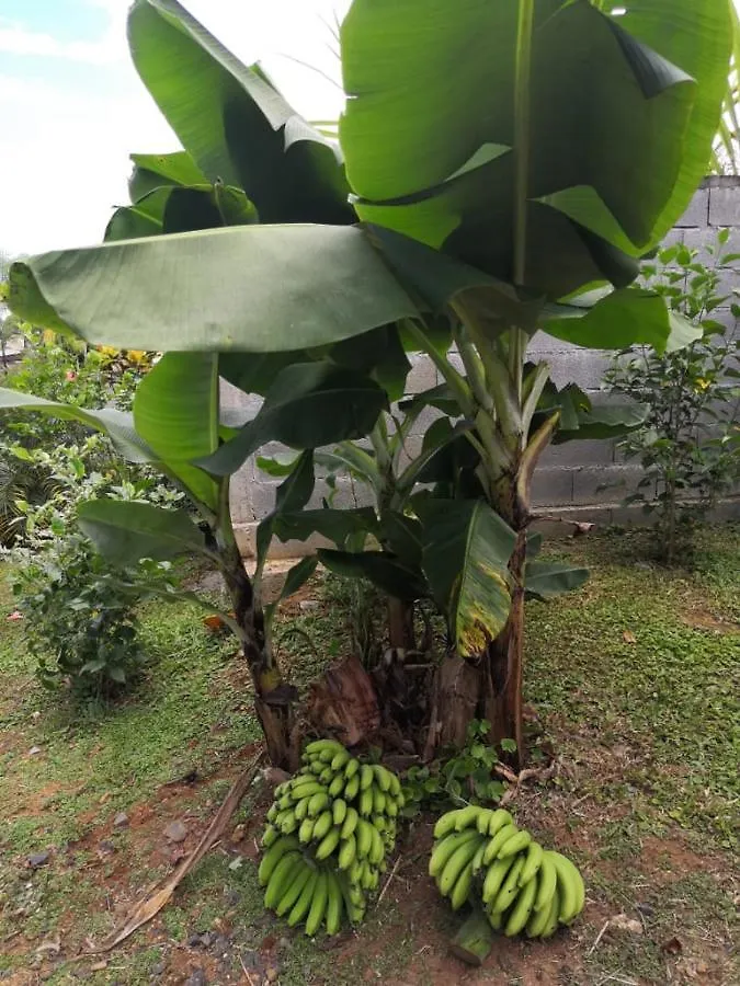 Dadi'S Little Paradis 圣罗斯