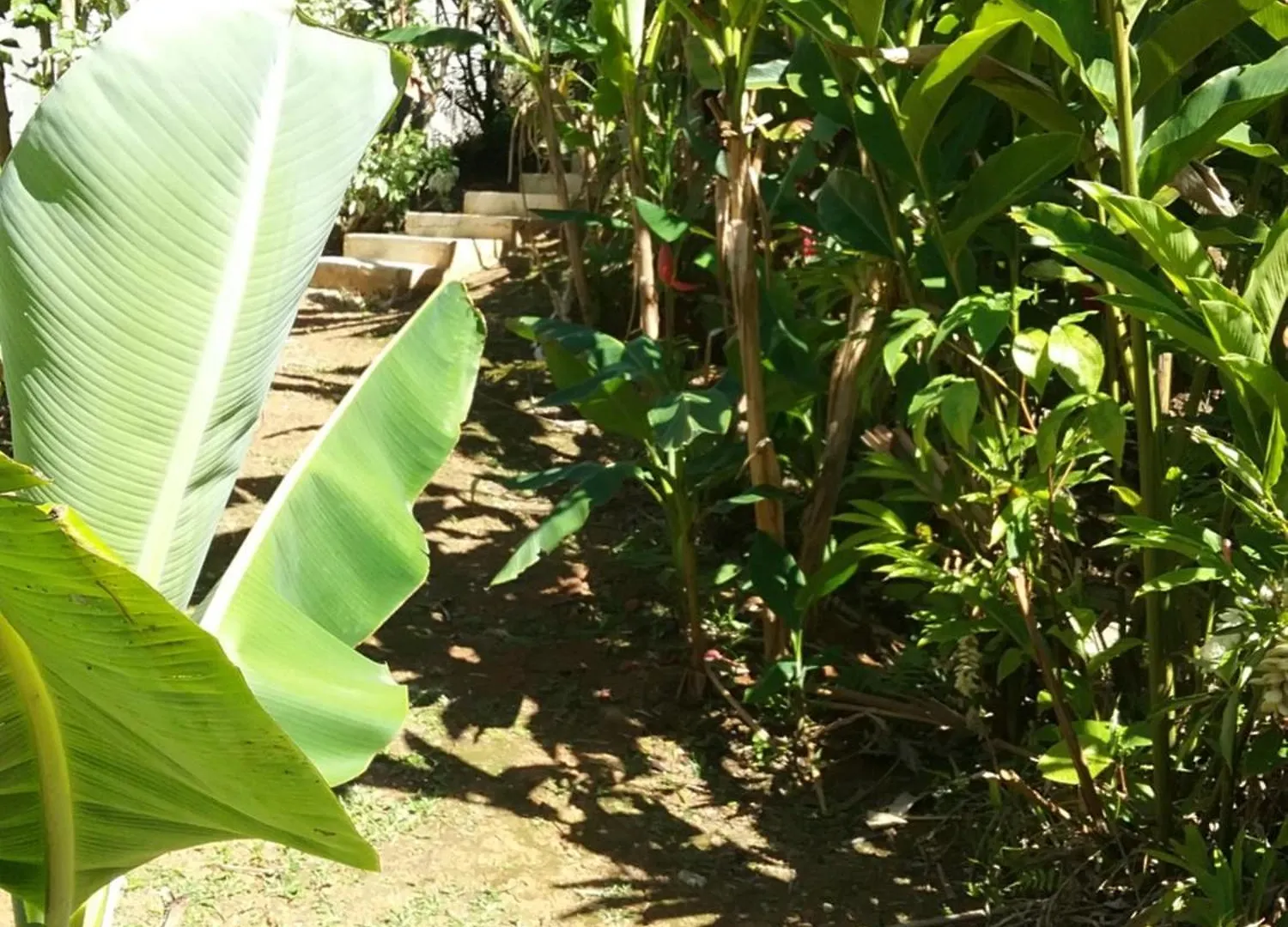Dadi'S Little Paradis Sainte-Rose